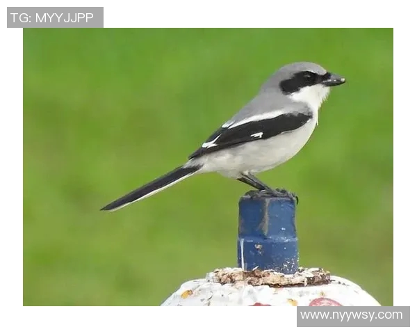 雄鹿的生态习性与保护现状：探索北美森林中的草食性巨兽